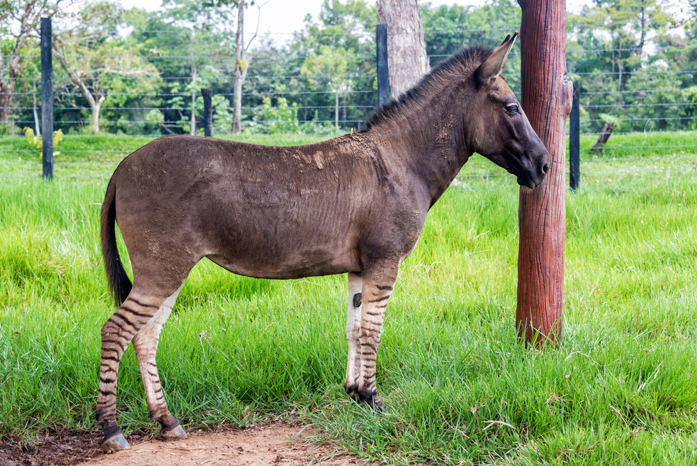 Hybrid-Tiere: Was passiert, wenn sich zwei Arten vermischen