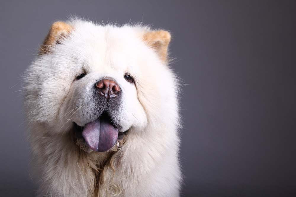 Dieser Hund passt perfekt zu deinem Sternzeichen