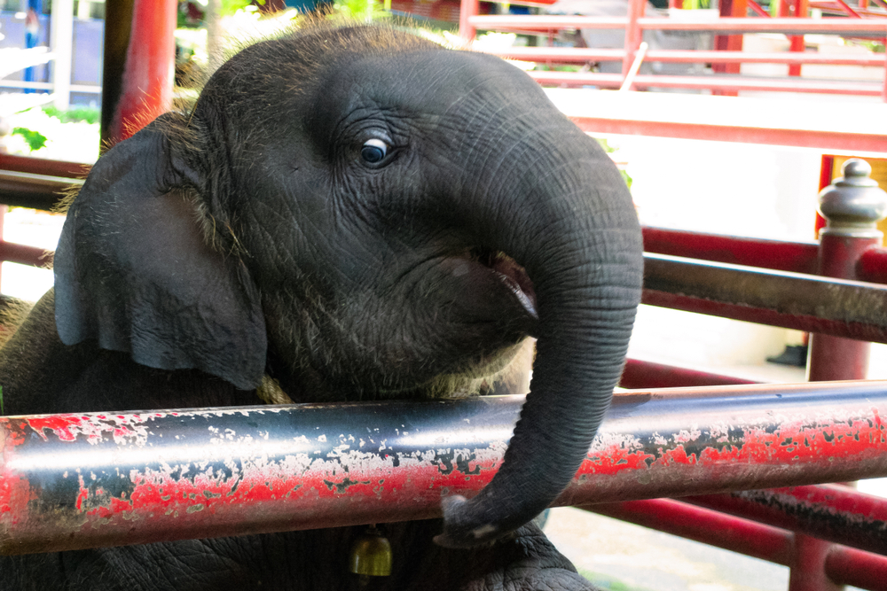Tierquälerei als Attraktion: Elefant an Stromschlag gestorben