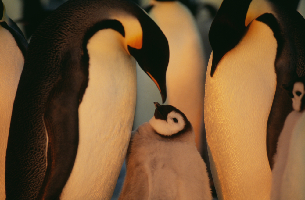 Schwule Pinguine mit Kinderwunsch entführen Küken