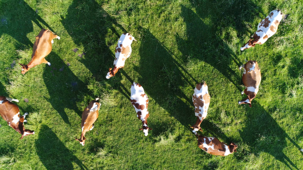 20-Jährige lässt 200 Kühe frei und und flüchtet nackt