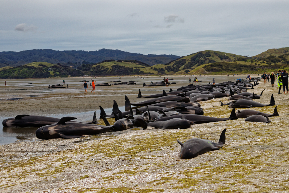 145 Wale in Neuseeland gestrandet und gestorben