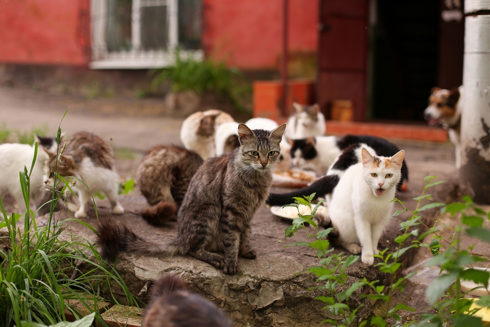 Mann hat 18 Katzen in seinem Keller gehalten