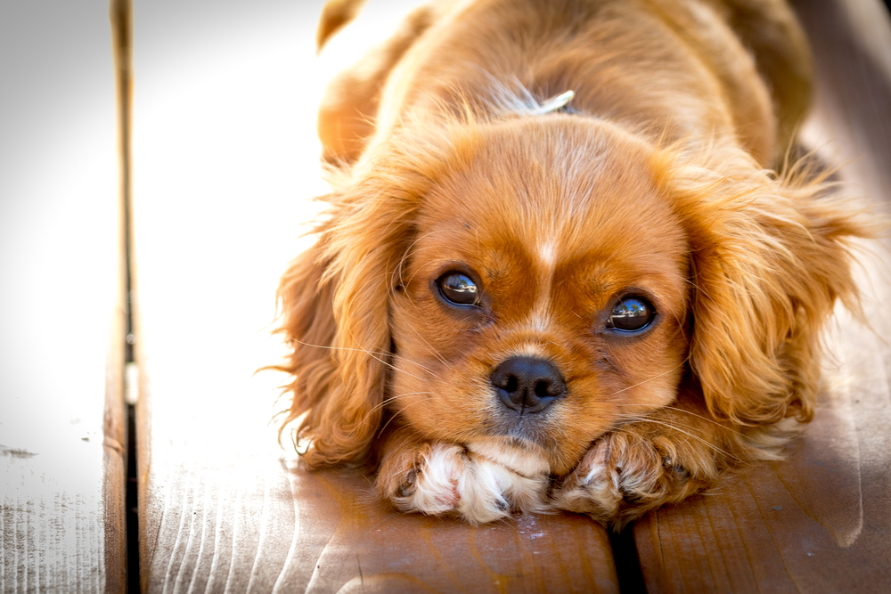 So gezielt könntest du von deinem Hund manipuliert werden