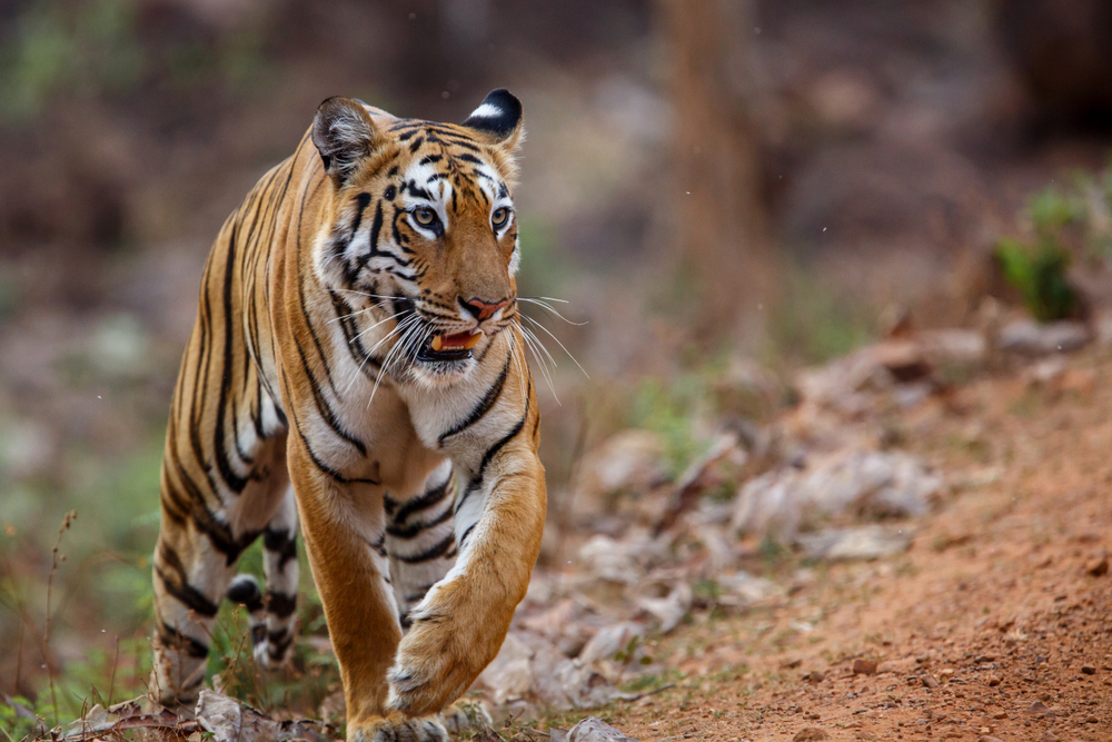 Tiger zerstückelt und gekocht: Tschechischer Tierhändler-Ring ausgehoben