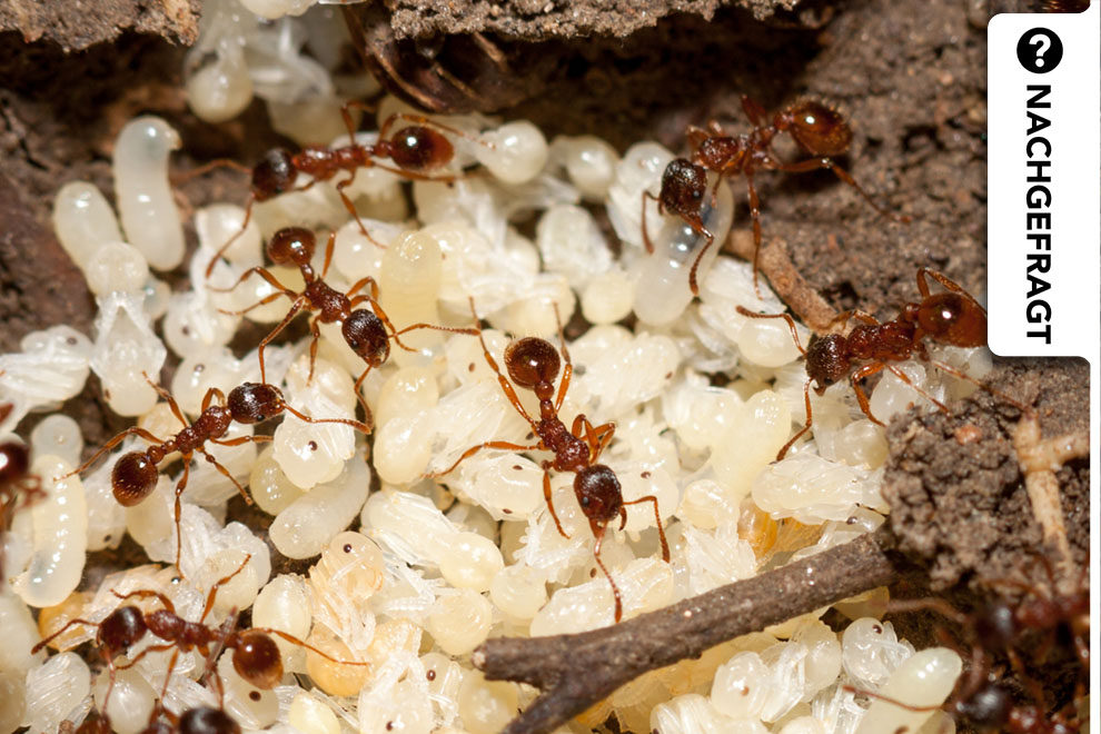 Dauerhafte Haarentfernung mit Ameiseneieröl – was steckt dahinter?