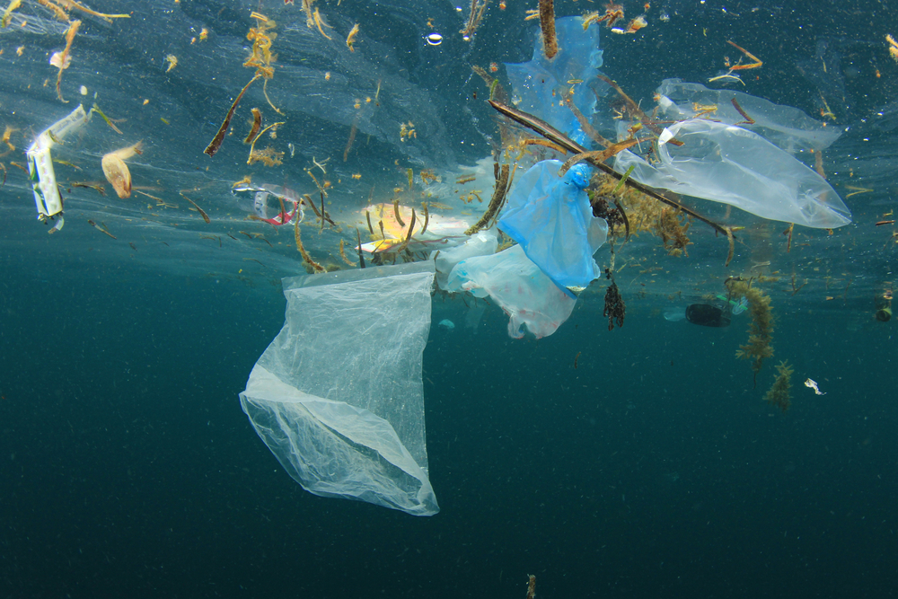 Toter Wal Mit 6 Kilo Plastik Im Magen Entdeckt 