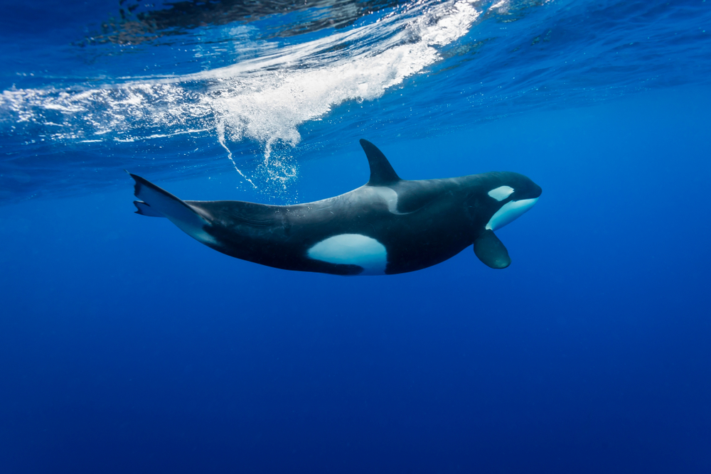 Orcas begleiten Schwimmerin im Meer: Beeindruckende Aufnahmen