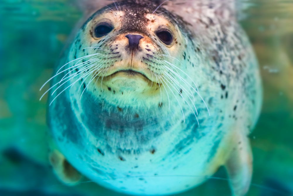 Foto von in Plastiknetz gefangener Robbe erschüttert die Welt