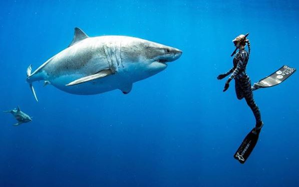 Spektakuläres Video: Taucher fanden gigantischen Weißen Hai vor Hawaii