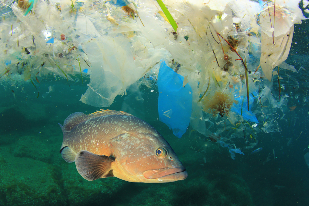 Großbritannien: Fast alle Meerestiere haben Mikroplastik im Magen