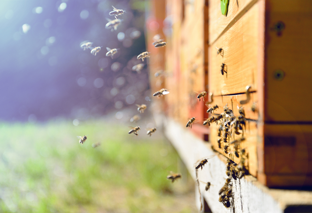 3,5 Millionen mehr Bienen dank Wiener Startup Hektar Nektar