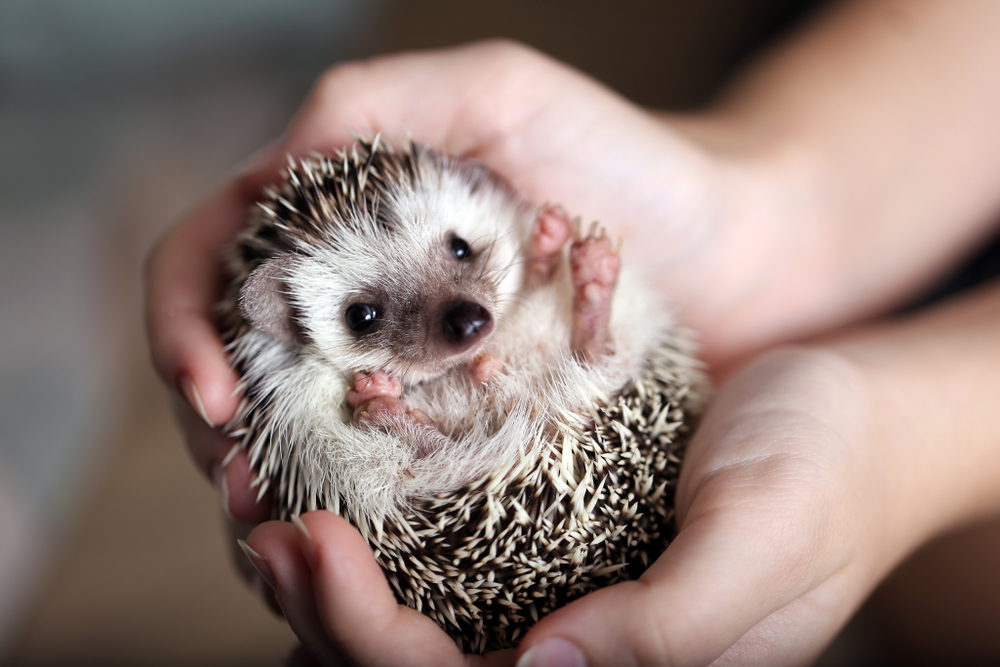 Mr. Pokee: Berühmtester Igel der Welt ist tot