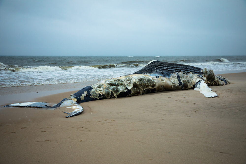 Wal Stirbt Wegen 40 Kilo Plastik Im Magen 