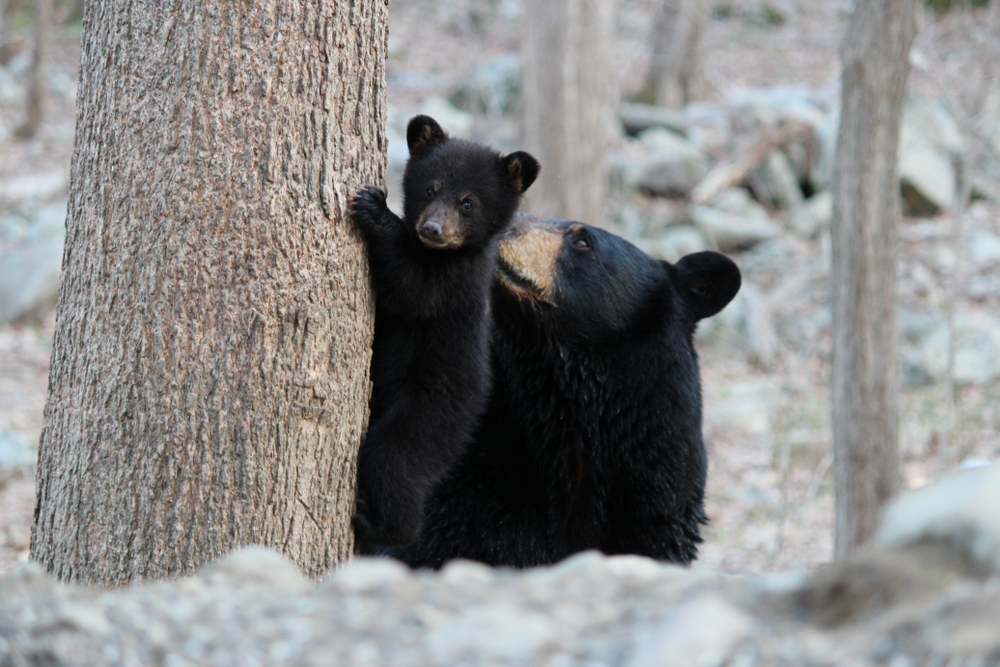Illegale Bärenjagd: Wilderer töten Mutter und Jungen
