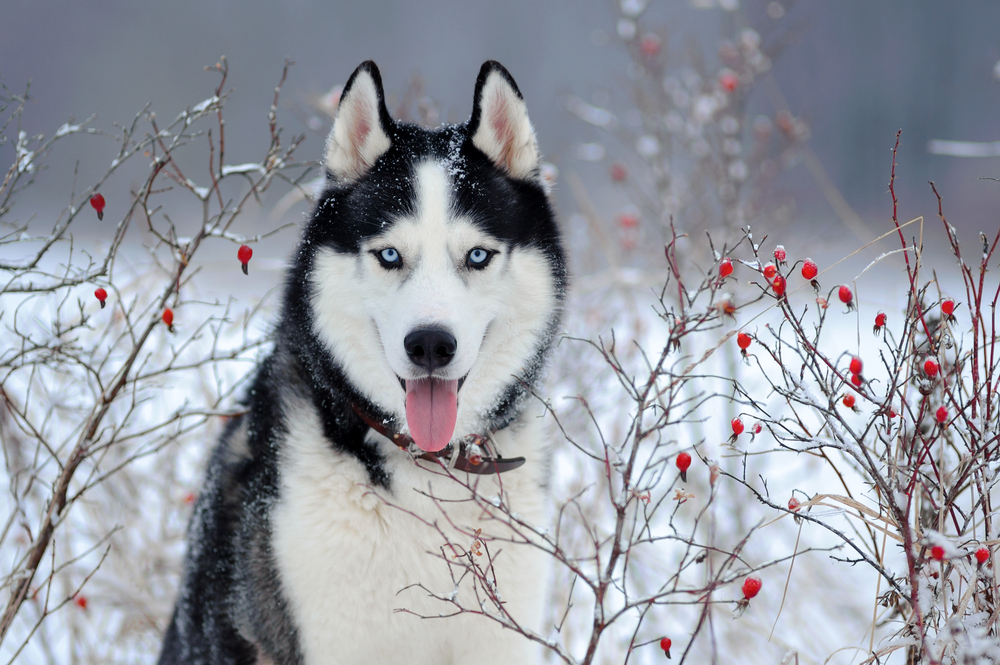 Husky beißt Vierjährigem die Hand ab