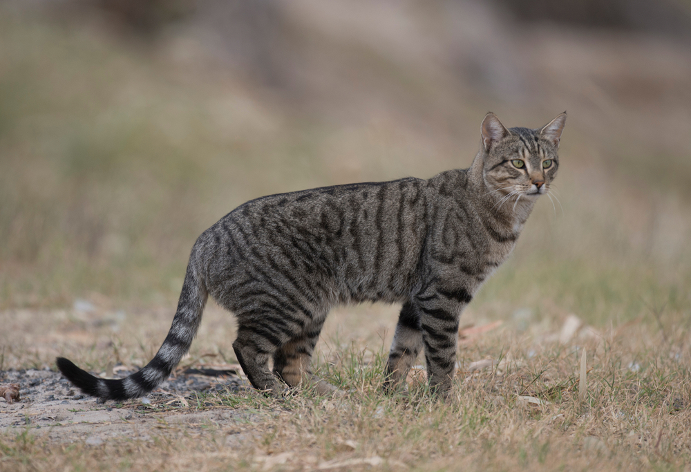 Australien will zwei Millionen verwilderte Katzen töten