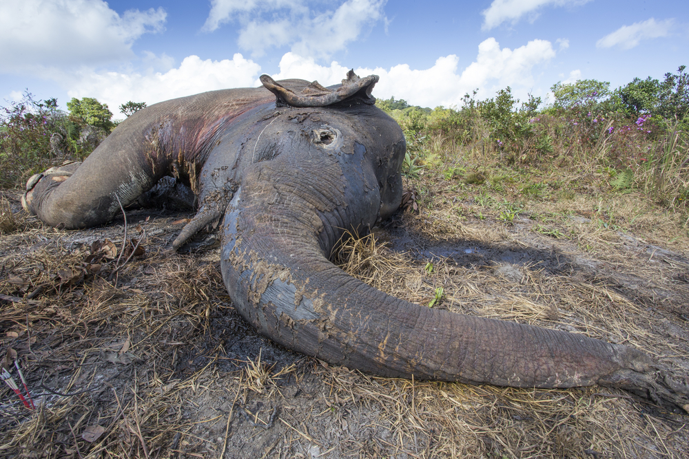 Botswana will Elefantenjagd erlauben