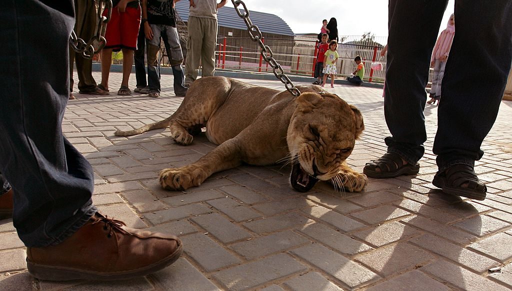 47 Tiere aus Zoo im Gazastreifen befreit