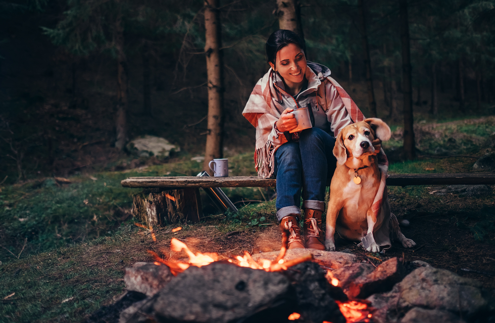 Autoreise mit Hund: Worauf du achten musst