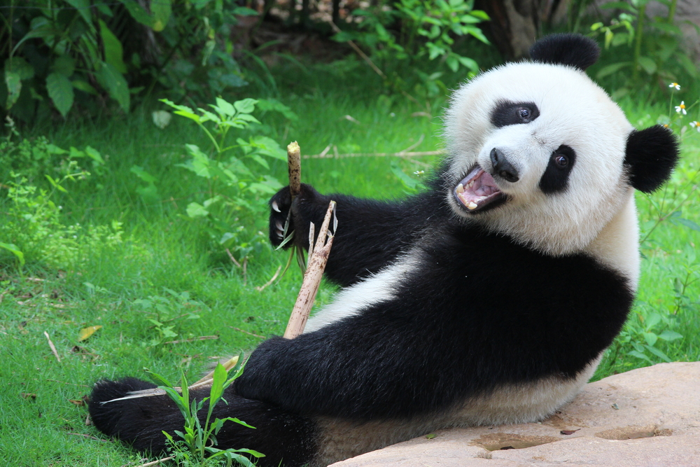 Erster Albino-Panda in China aufgetaucht