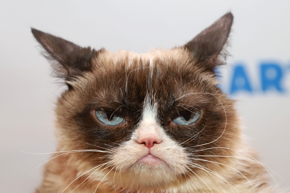 Grumpy cat ist tot