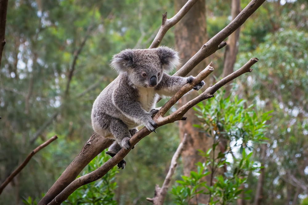 Koalas sind fast ausgestorben