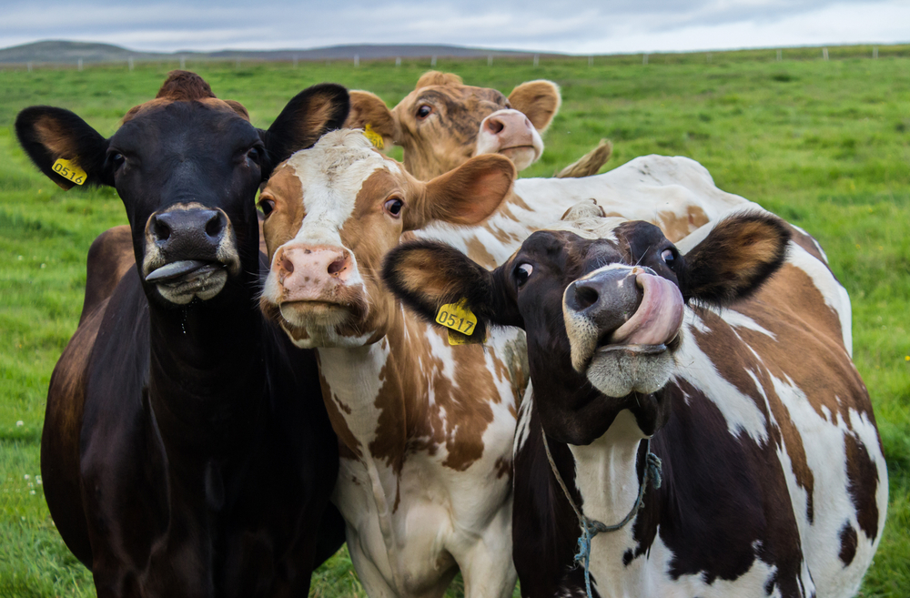 „Küss eine Kuh – mit oder ohne Zunge“ – Challenge gefährlich: Nicht nachmachen