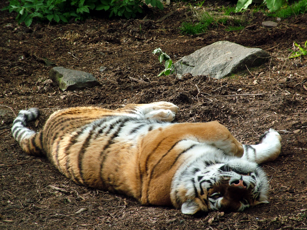 Kanada schließt Zoo: Zwei tote Tiger gefunden