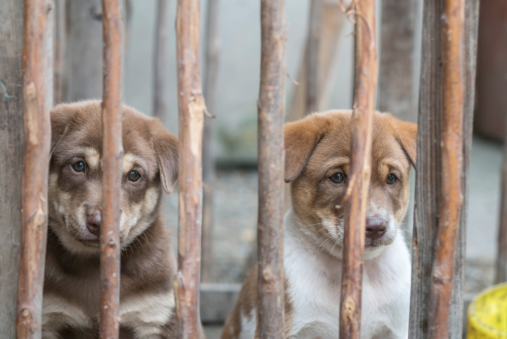 Mehr als 130 verwahrloste Hunde in US-Villa in Kalifornien gefunden