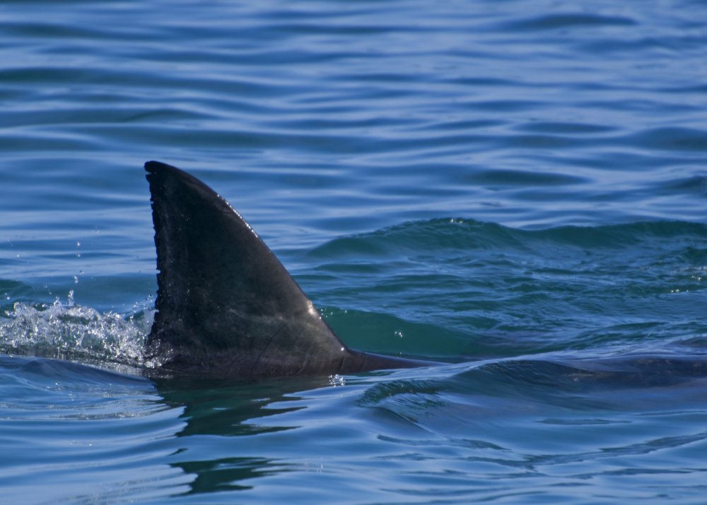 Video: Drei-Meter-Hai vor Küste in Kroatien sorgt für Aufregung