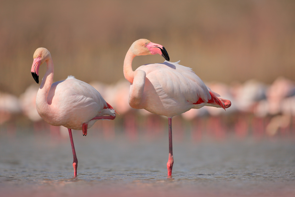 „Flamingo Pose“: Das ist der neuste Instagram-Trend