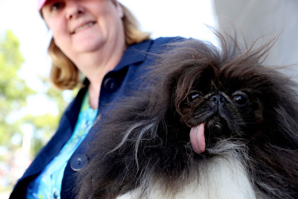 Wild Thang hässlichster Hund der Welt