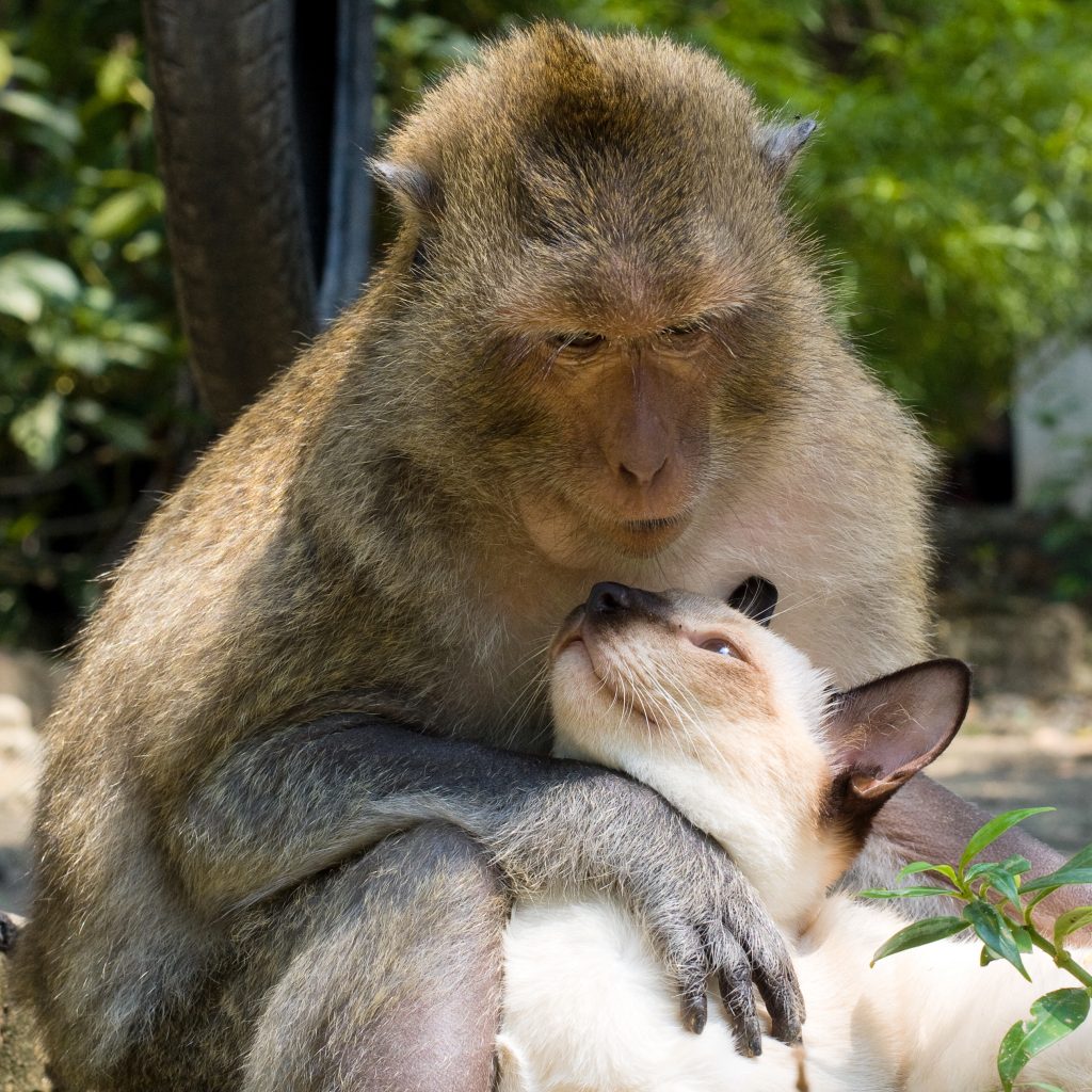 BFF: Ein Affe und eine Katze weichen einander nicht von der Seite