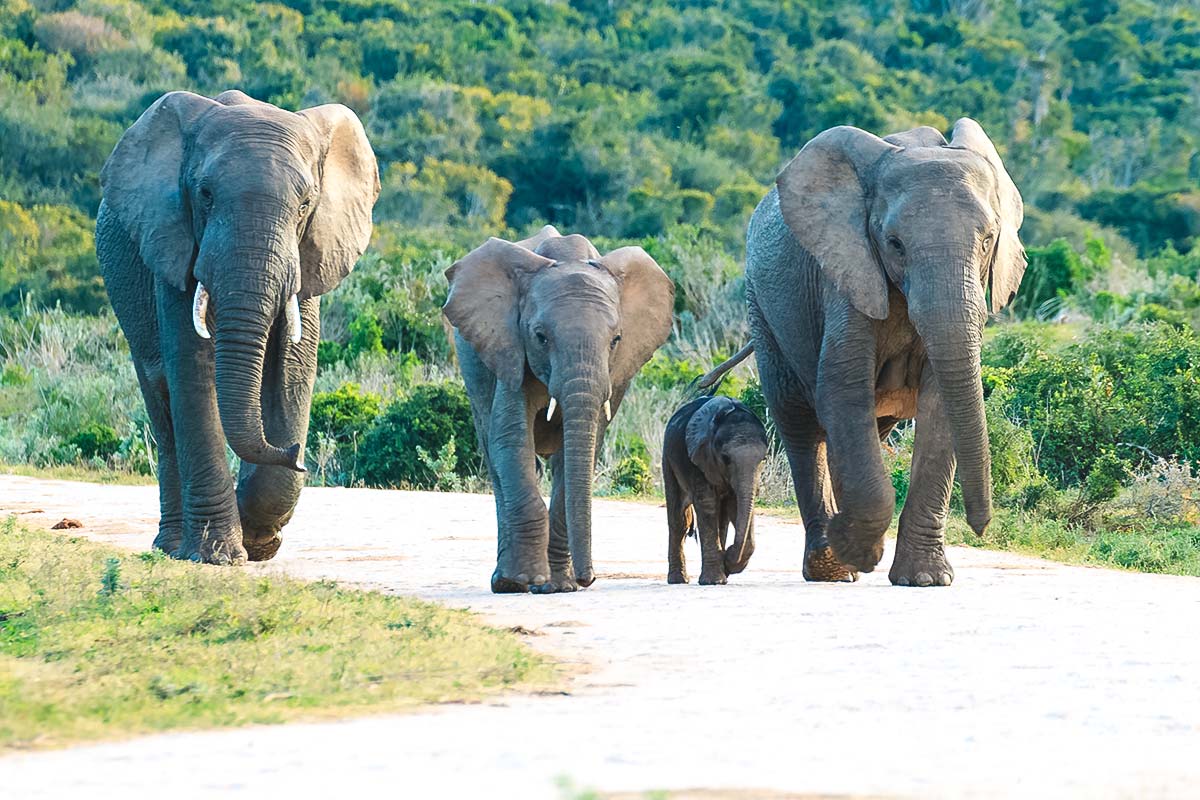 Elefantenfamilie im südafrikanischen Nationalpark/WeDesingTrips