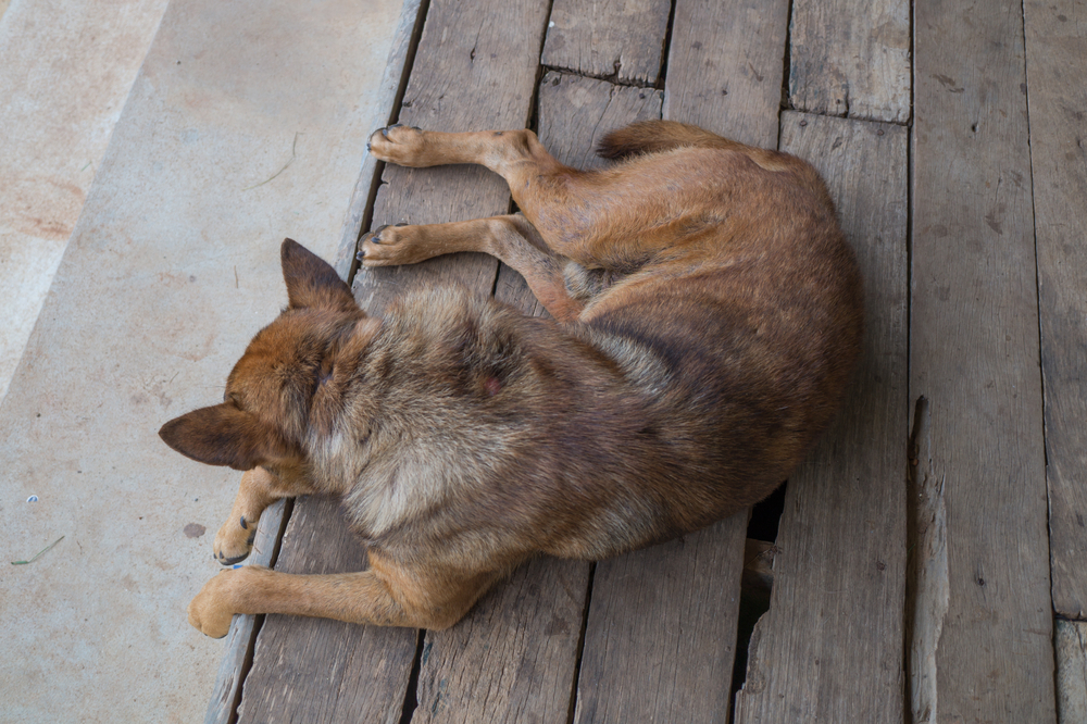 35 tote Hunde in Plastiksäcken gefunden