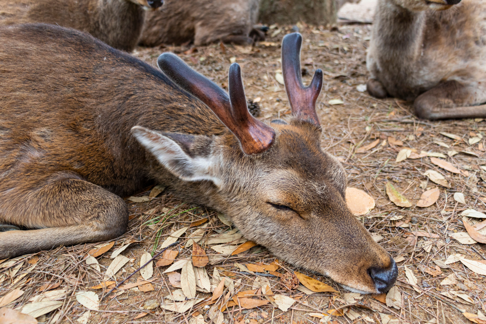 Hirsche in Japan wegen zu viel Plastik im Magen gestorben