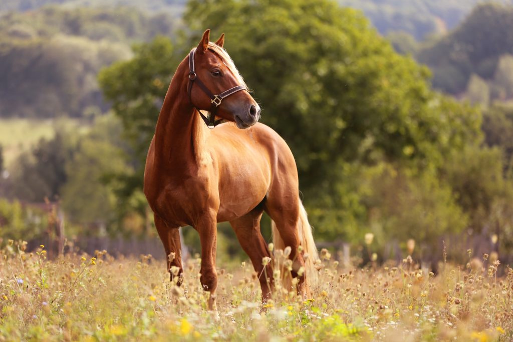 Diese Frau galoppiert wie ein Pferd