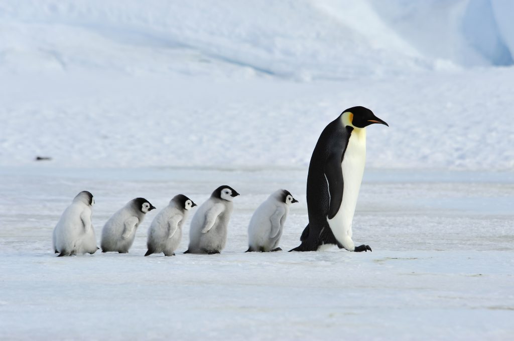 Polizei verhaftet Pinguine, weil sie in eine Sushibar einbrechen