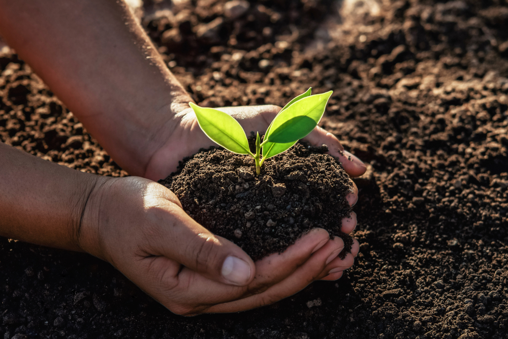 Ecosia: Mit dieser Suchmaschine pflanzt du durch deine Internetsuche Bäume