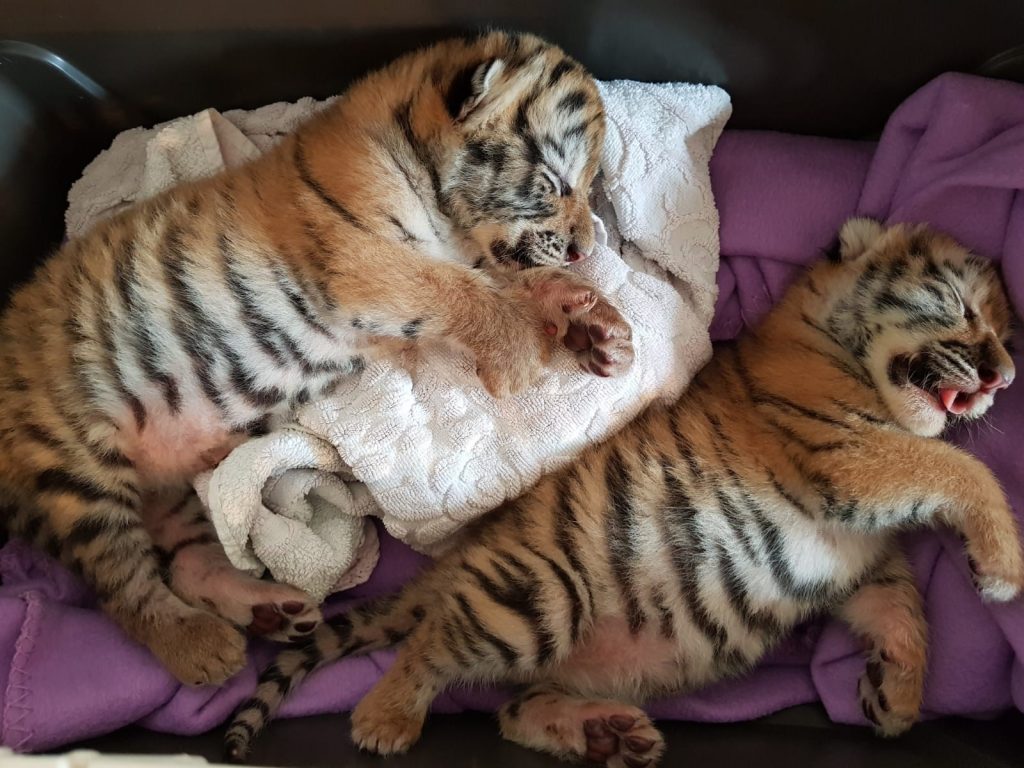 Gerettete Tigerbabys aus Niederösterreich sind gestorben