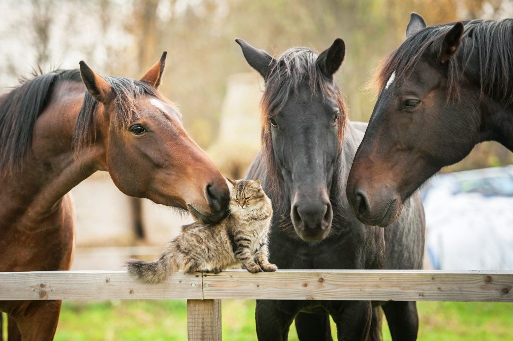 BFF: Ein Pferd und ein Kater weichen einander nicht von der Seite