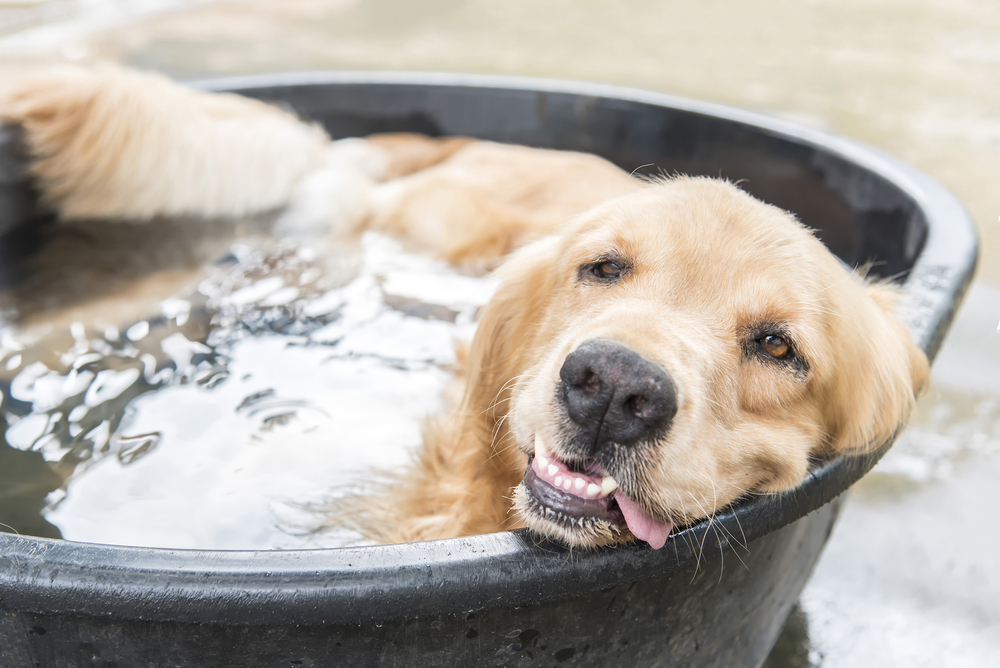 6 Tipps: So kühlt ihr eure Haustiere bei der Hitze ab