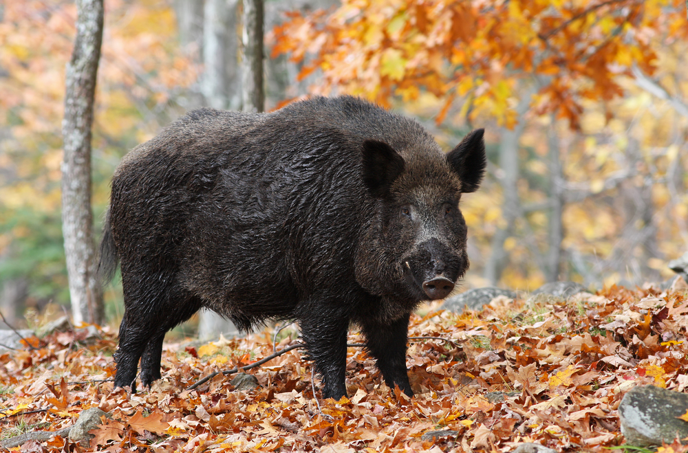 Polizeieinsatz: Jogger flüchtet vor Wildschweinen auf einen Baum