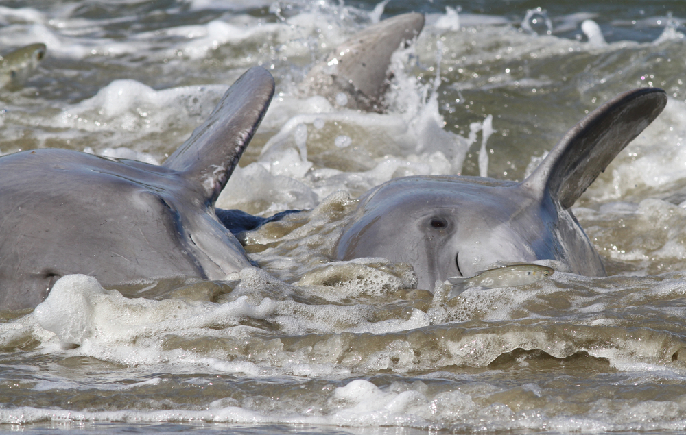 Mehr als 130 gestrandete Delfine in Kap Verde gestorben