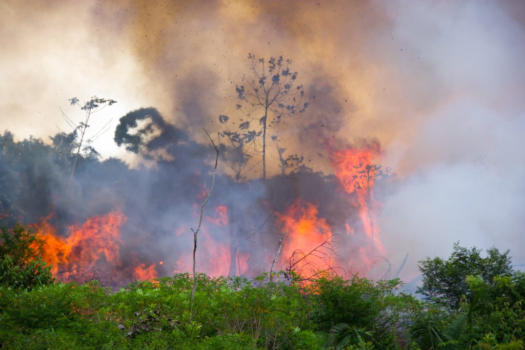 Soziale Medien: Immer mehr falsche Bilder des brennenden Amazonas