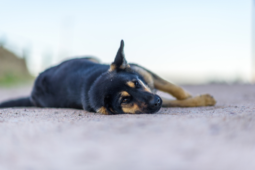 Influencerin Ruft Follower Dazu Auf Hunde Und Katzen Zu