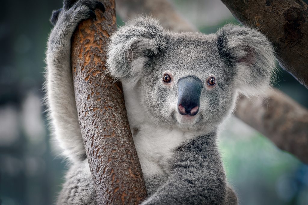 Koalas durch Buschfeuer in Australien getötet