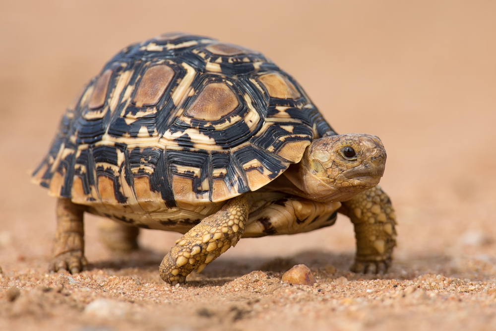 Tortoiseshell Nägel: Dieser Trend ist im Herbst total in