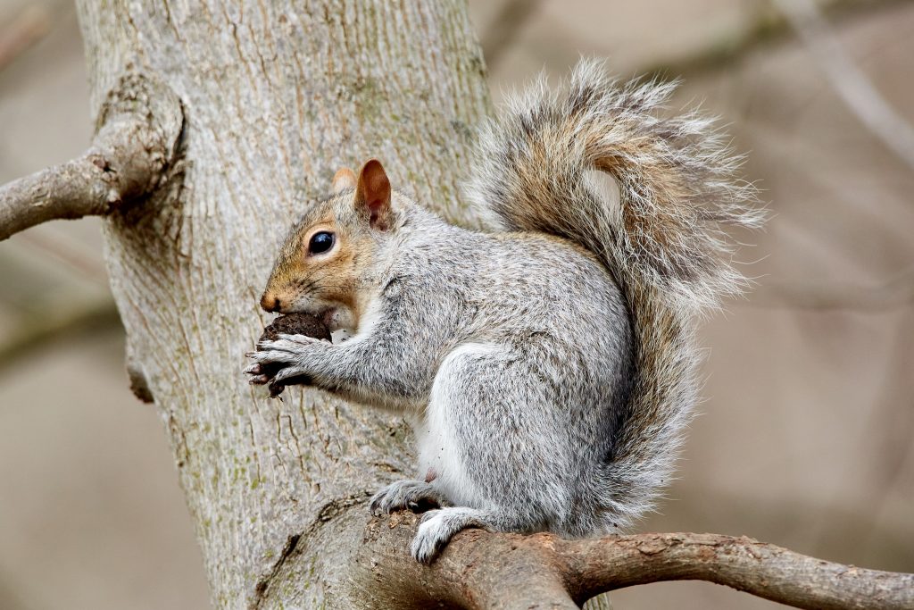 Eichhörnchen bunkerten über 200 Nüsse unter Motorhaube